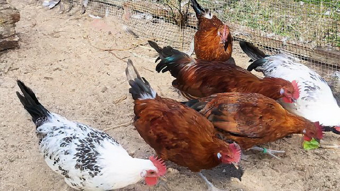 Ostfr. Möwen gold-schwarzgeflockt 2025